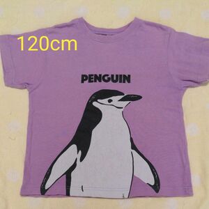 子供半袖Tシャツ　120cm　ペンギン