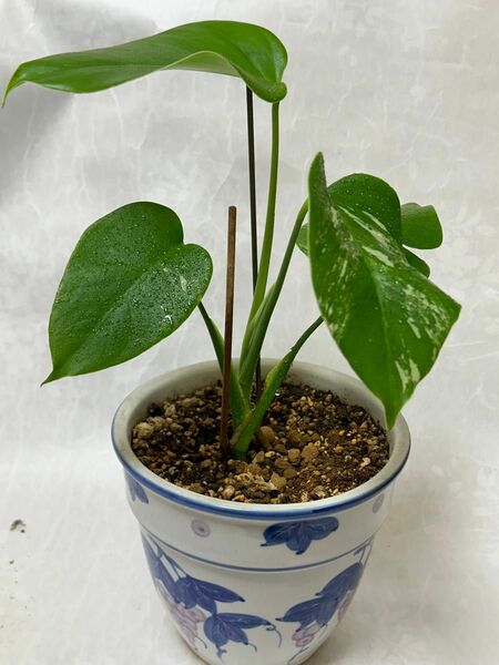 モンステラ　ボルシギアナ斑入り人気抜き苗1株観葉植物