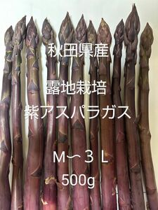 紫アスパラガス　M〜３Ｌサイズ　500g 太め