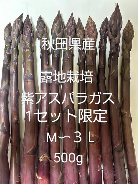 露地栽培　紫アスパラガス　500g 