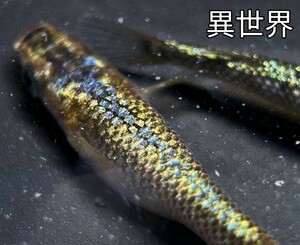 【異世界】超極上！本物 黄金type ネプチューン 本家サバンナ様血統。若魚1雄2雌 、秀丸めだか様系列、（検索）サンシャイン、ヒミツヘイキ