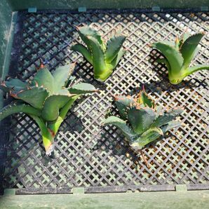 ◆spinas et massas(棘と塊)◆　agave titanota No.1 良血統カキコ　１子株