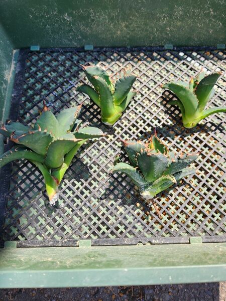 ◆spinas et massas(棘と塊)◆　agave titanota No.1 良血統カキコ　１子株