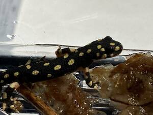  black katastsue newt 1 pcs .. in the price .!