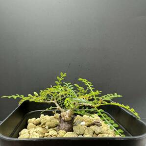 オペルクリカリア パキプス 根挿し 8 塊根植物 実生 グラキリス 盆栽の画像2