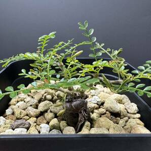 オペルクリカリア パキプス 根挿し 8 塊根植物 実生 グラキリス 盆栽の画像4