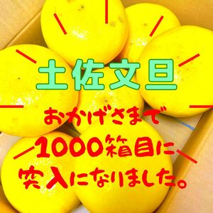 おすすめ！　美味しい　文旦　みかん　03