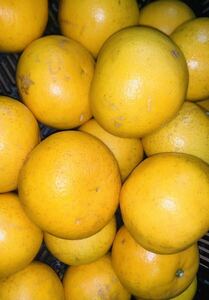 .. mandarin orange 20kg limitation 5