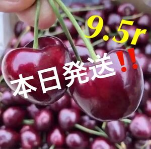 たっぷり1kg 大粒9.5r アメリカンチェリー　チェリー　さくらんぼ　贈り物　中元　母の日　父の日