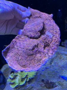  light common coral red 20cm free shipping 