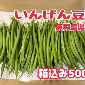 いんげん豆◆箱込み500g◆規格外訳あり品◆農家直送◆鹿児島県産◆5/5収穫発送