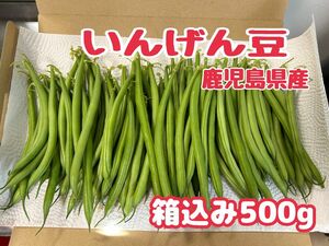 いんげん豆◆箱込み500g◆鹿児島県産◆朝採れ野菜◆農家直送◆規格外◆5/5収穫発送