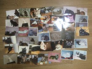  cat photograph 40 sheets 