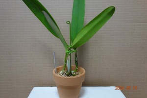 洋蘭原種カトレア C.percivaliana sib ( ' Alberts ' X rubra ' Veneno ' )