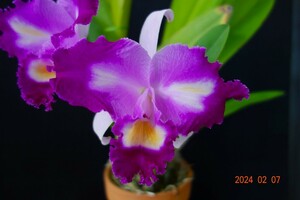 . орхидея . вид Cattleya C.trianae trilavelo ' Unnatural ' (OG) цветение разделение АО 