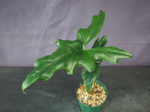 アロカシア ニクテリス 'Batwing' (Alocasia nycteris 'Batwing')