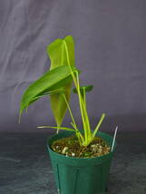 フィロデンドロン エスメラルデンセ ナロー (Philodendron esmeraldense narrow)_画像5