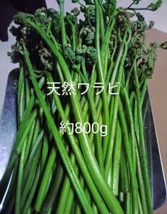 岩手県産　天然　ワラビ　約800g