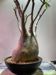 * departure root ending large good type stock *pakipotium*gla drill s*Pachypodium Gracilius*. root plant *ko- Dex 