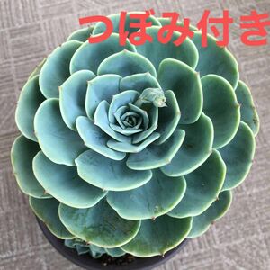 【ＧＷ限定】つぼみ付き　多肉植物　七福神　大株　群生　子株20 宅急便送付