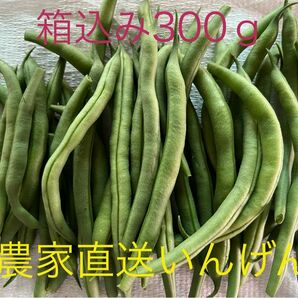 宮崎県産農家直送いんげん300ｇ