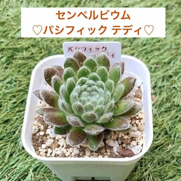 センペルビウム　パシフィックテディ　多肉植物　モケモケ　可愛い