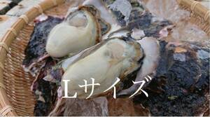 九十九島 岩ガキ　9キロ（滅菌処理済み）　大ぶり　長崎　九州　3〜4個/kg 【送料別】　生食　300g 前後/個　