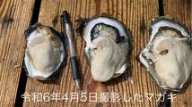 【訳あり】九十九島かき　14キロ（滅菌処理済み）　真牡蠣　殻付き牡蠣（8〜11個/kg）_画像3