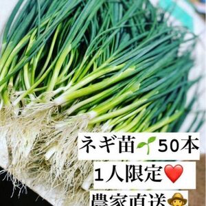 福岡県産　ネギ苗50本　1人限定