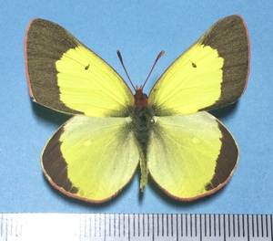 * butterfly specimen Nagano prefecture on rice field city hot water. Maruyama production Miyama monkichou* collection goods *