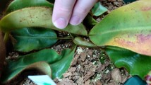 Nepenthes veitchii BCP 大株 食虫植物 ネペンテス ウツボカズラ_画像5