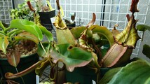 Nepenthes veitchii BCP 大株 食虫植物 ネペンテス ウツボカズラ_画像6
