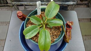 Nepenthes peltata yellow phantom×villosa 食虫植物 ネペンテス ウツボカズラ