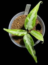 アグラオネマ Aglaonema pictum しるば〜らいん Aceh Sumatra LA1016-03j_画像1