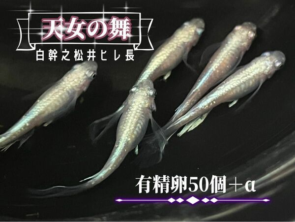 120 ☆天女の舞☆ 白幹之松井ヒレ長 有精卵50個＋α