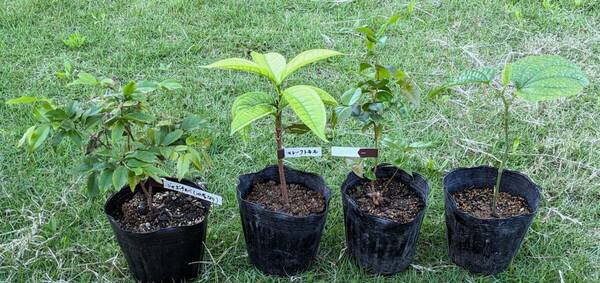 熱帯果樹等４種類セット　ジャボチカバ（四季なり）　＋　マレーフトモモ（取木苗）　＋　ピタンガ　＋　島胡椒（ピパーチ）　送料込み