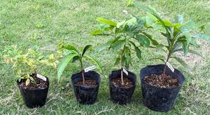 熱帯果樹４種類セット　ジャボチカバ（四季なり）　＋　マレーフトモモ（取木苗）　＋　アメイシャ　＋　キングカニステル　送料込み　