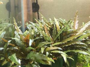 * price cut middle * Cryptocoryne wenti Indonesia [ small bowl 2. minute ]+[ extra ]
