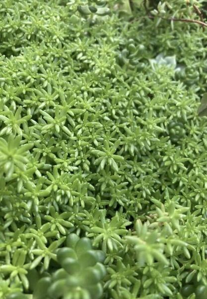 セダム　多肉植物