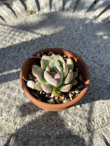 エケベリア 花ウララ　花うらら　抜き苗　根付き