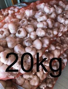 . peace 5 year Aomori prefecture production dry garlic Fukuchi white six one-side M.S 20kg