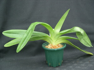 洋蘭パフィオPaph.(Gege Hughes'Forever Amber'B/CSA x Jolly Green Gem'Mikkabi') BS37cm 