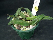 洋蘭パフィオPaph.leucochilum('2213' x '2045') 5本入CP_画像4