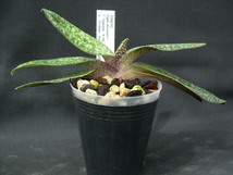 洋蘭パフィオPaph.delenatii('Tsukuba King' x 'Hidden Power'SM/JOGA) NBS _画像5