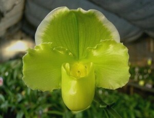 洋蘭パフィオPaph.(Hamana Med x Jolly Green Gem)BSラスト1株 綺麗なグリーン出ています!!