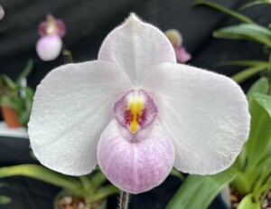 洋蘭パフィオPaph.delenatii('Tsukuba King' x 'Hidden Power'SM/JOGA) NBS 