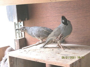 頭赤カンムリウズラ種卵3個