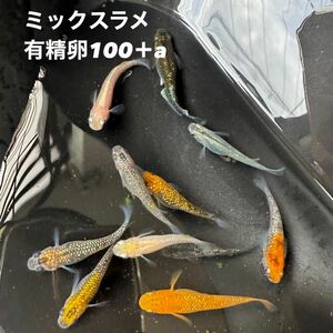 メダカ 高級ミックスラメ 有精卵100＋a