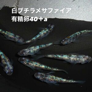 メダカ 白ブチラメサファイア 有精卵40＋a