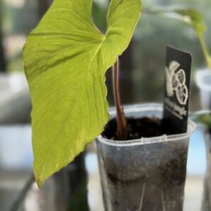 UJ Anthurium sp’ twintza velvet’equador の画像2